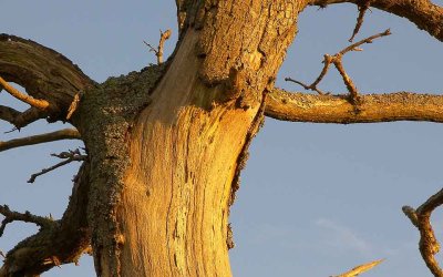Signs of Nutrient Deficiency in Trees
