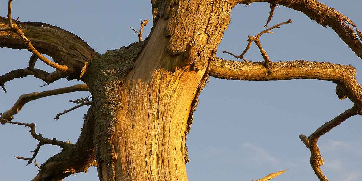 nutrient deficiency in trees