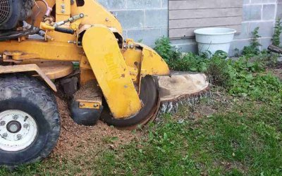 Can Removing a Tree Cause Foundation Problems?