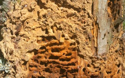 4 Signs of Termite Damage in Trees in Fayetteville, GA