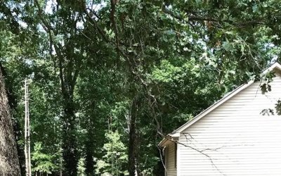 What To Do When Tree Branches Are Hanging Over Your Roof