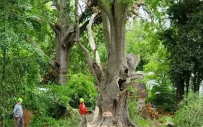 What Is Considered a Tree Emergency in Sharpsburg, GA?