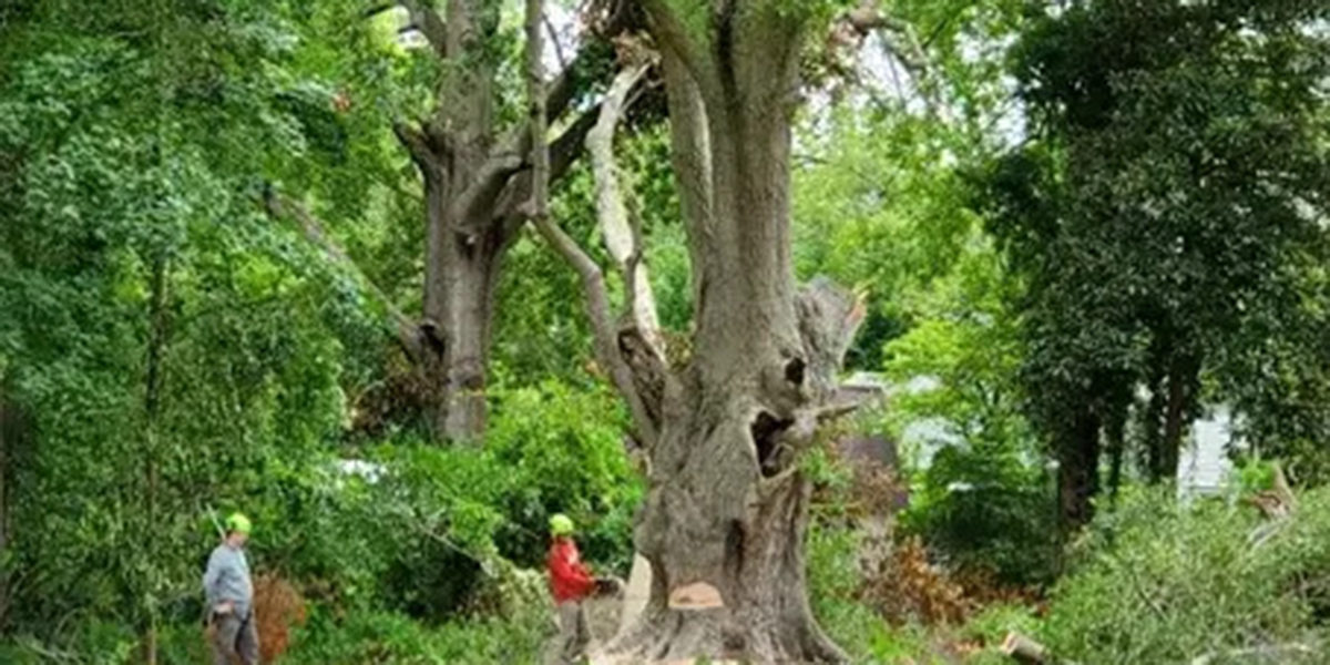 tree emergency​