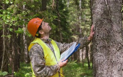 What Is a Tree Hazard Risk Assessment, and Why Does Your Property Need One in Senoia, GA?