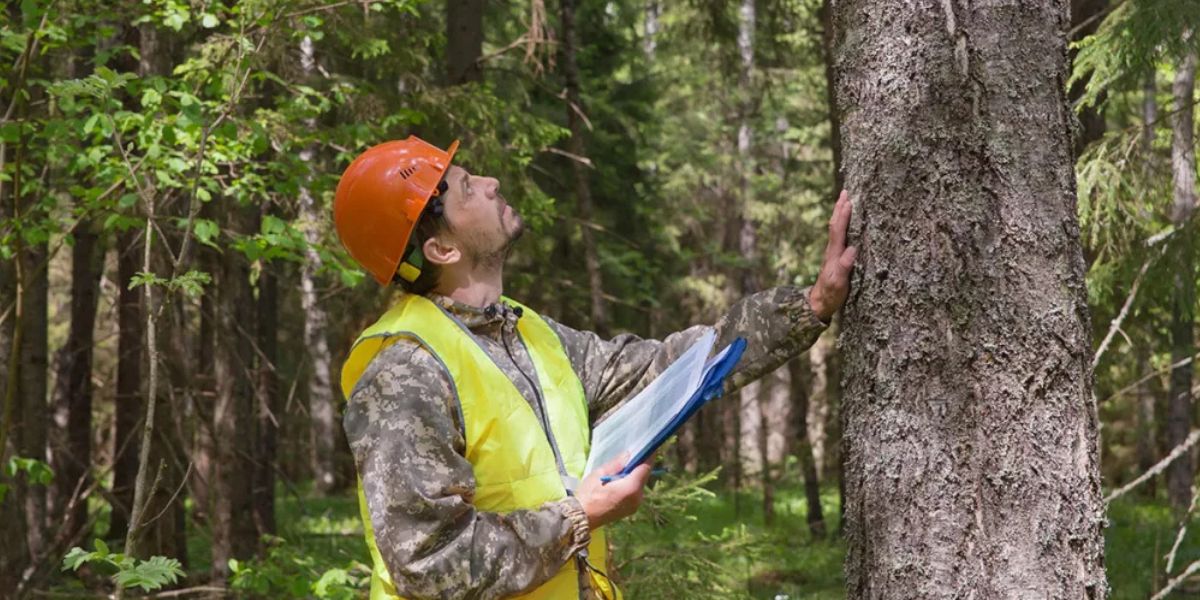 Arborist inspecting large tree for structural risks and hazards in residential yard | Tree Hazard Risk Assessment