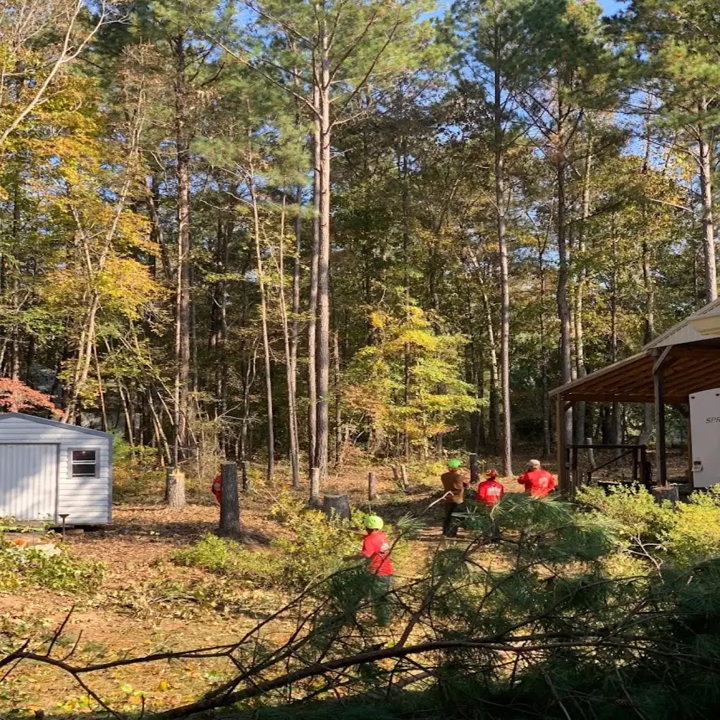A tree inspection service in Senoia, GA