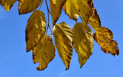Why Are Your Tree’s Leaves Turning Yellow in Peachtree City, GA?