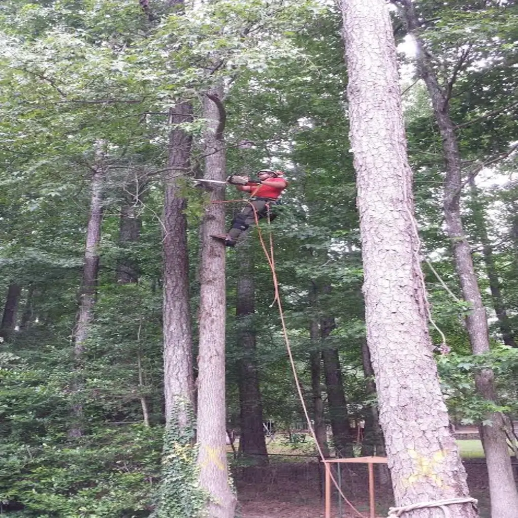 A tree pruning in Tyrone, GA