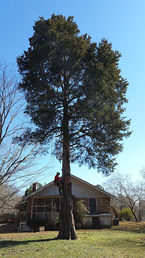 tree removal