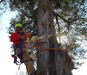 Tree Removal in Peachtree City, Georgia: Boss Tree Service Handles Hazardous Cedar Tree With Precision