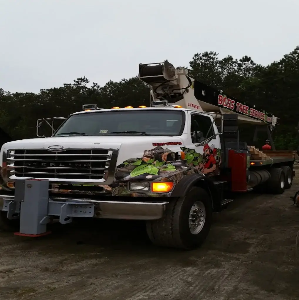 A tree removal job in Senoia, GA