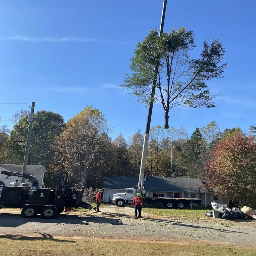 A tree removal in Sharpsburg, GA