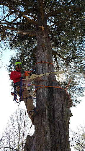 tree removal
