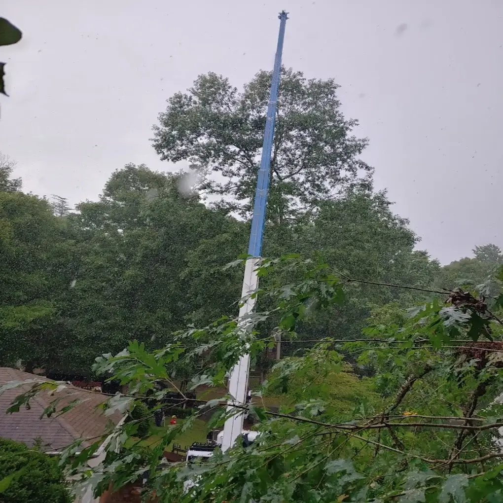 A tree trimming job in Senoia, GA