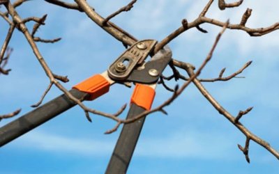 5 Types of Tree Pruning and Their Benefits in Newnan, GA