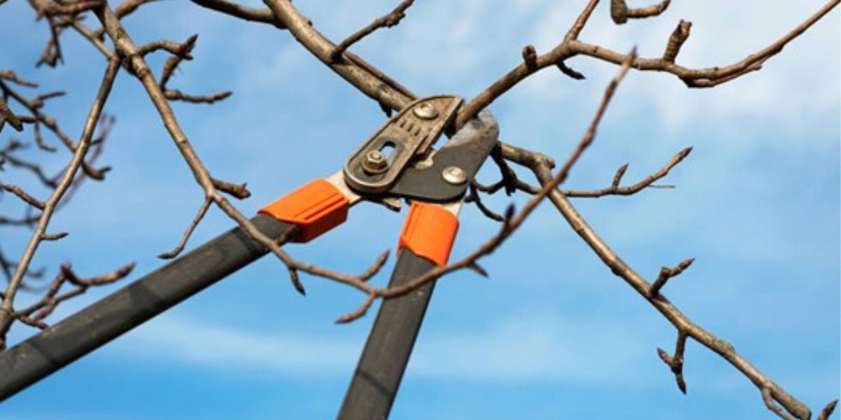 Certified arborist performing different tree pruning techniques to improve tree health, safety, and structure | Types of Tree Pruning