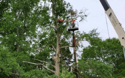 What Does Pruning a Tree Mean and Why It’s Important