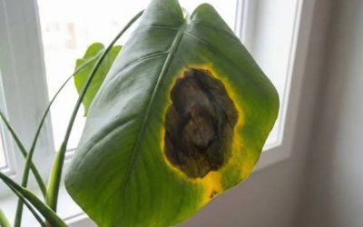 What Does Root Rot Look Like in a Tree?