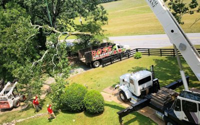 When Is the Best Time To Have Trees Removed in Fayetteville, GA?