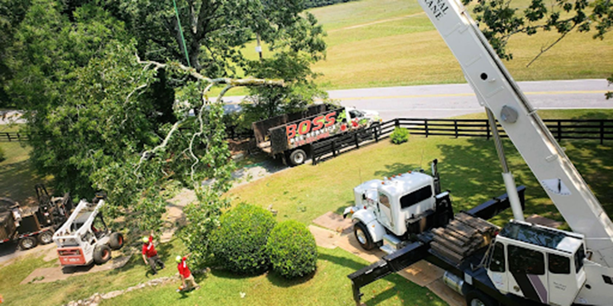 when is the best time to have a tree removed​