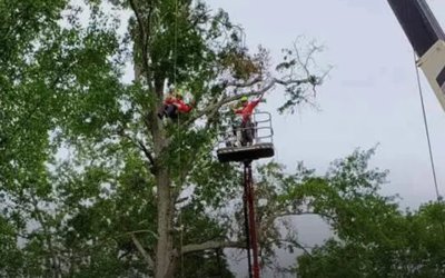 When Is the Best Time To Trim Your Trees?