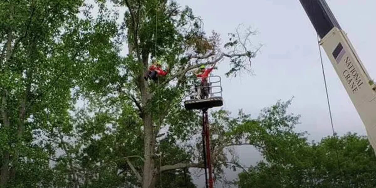 when is the best time to trim trees