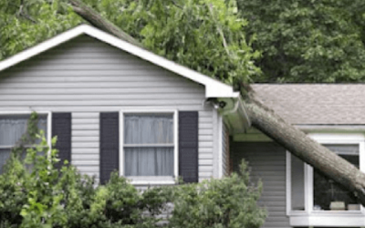 Who Is Responsible for Removing a Fallen Tree?