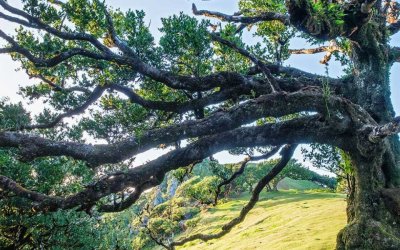 Why Do Trees Lean?