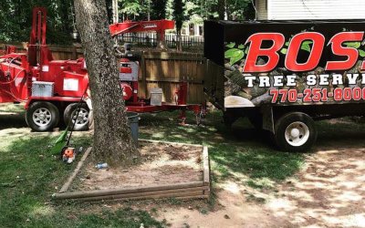 Will Your Tree Die If You Cut Its Roots in Peachtree City, GA?